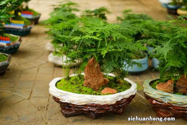 文竹风水摆放禁忌