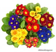 报春花什么时候播种