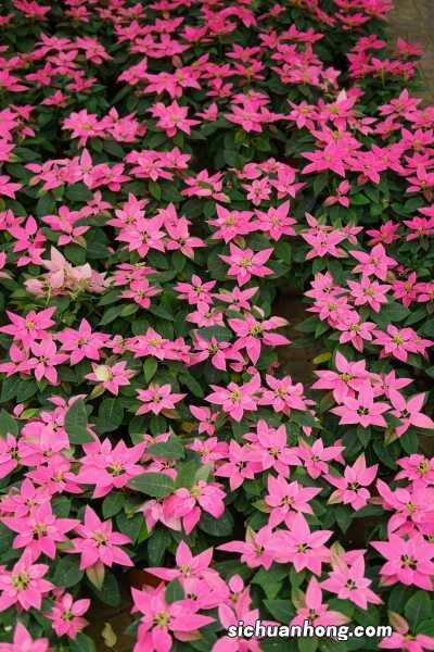 一品红冬天能开吗