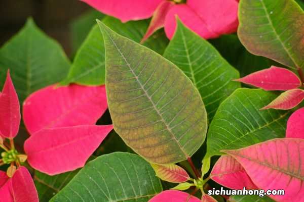 一品红冬天能开吗