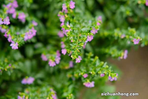 萼距花的养殖方法及注意事项