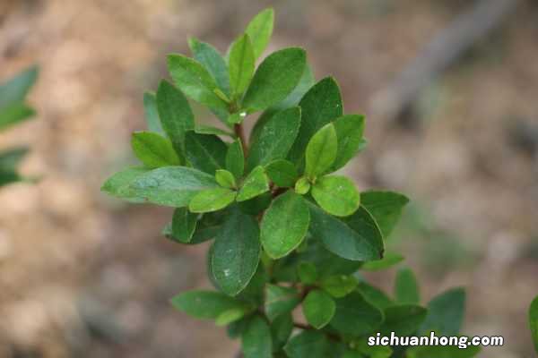 夏鹃的养殖方法及注意事项