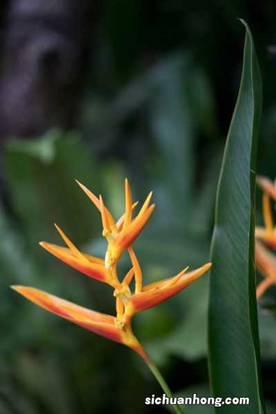 蝎尾蕉的养殖方法及注意事项