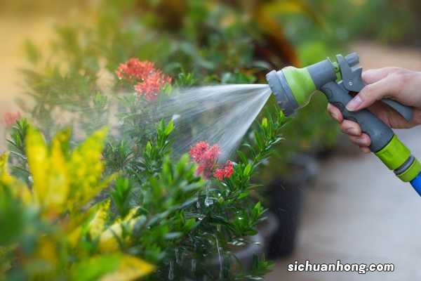 早晚浇花哪个好？要知道“时间”选错了，花养的再用心也白搭