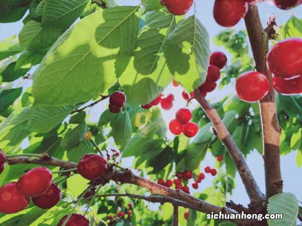 樱桃怎么种植