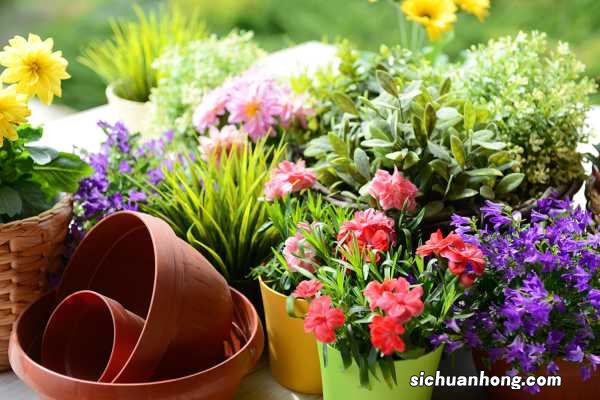 盘点几种冬季庭院冻不死的花卉