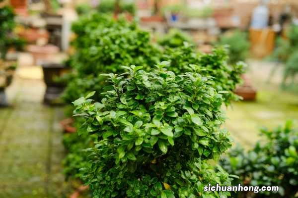 冬季为什么要给树穿衣服？