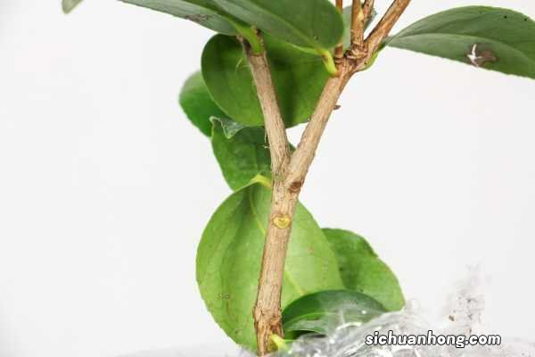 如何使山茶花在圣诞节开花