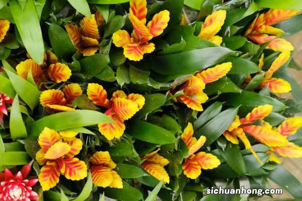 铁兰冬天能开吗