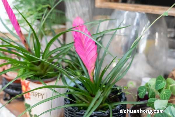 铁兰冬天能开吗