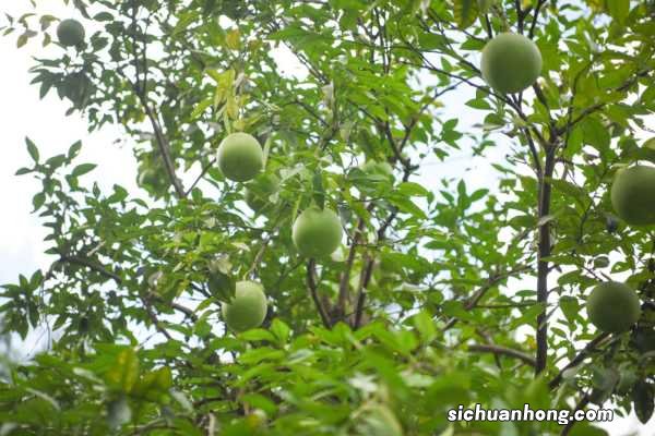 柚子什么季节成熟
