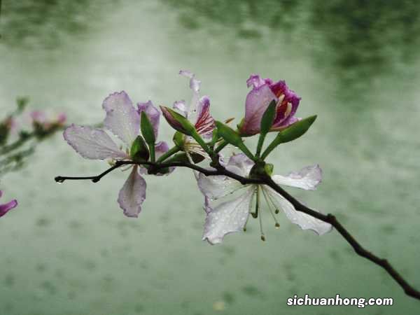 羊蹄甲的养殖方法及注意事项