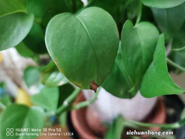 绿萝怎么养长得好