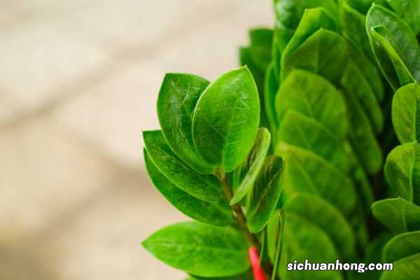 金钱树为什么不发芽