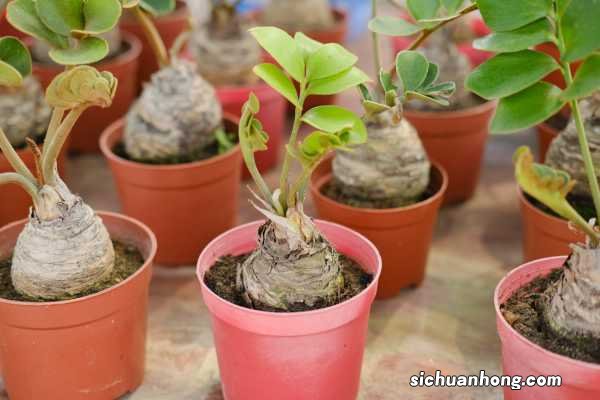 金钱树太长怎么修剪