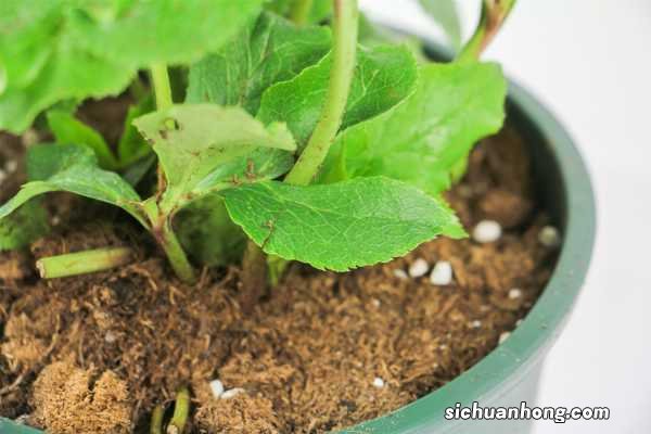 铁筷子的养殖方法及注意事项