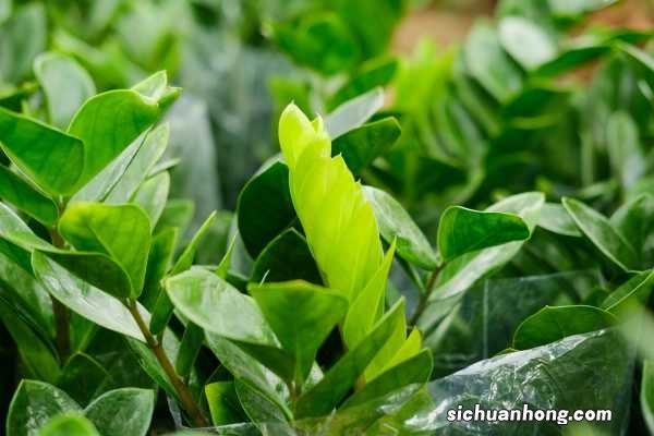 金钱树怎么分株