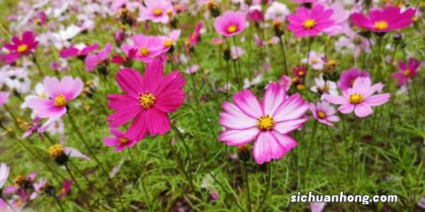 格桑花有什么寓意