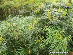 十大功劳的养殖方法及注意事项