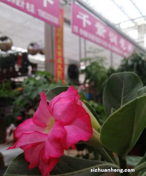 飘香藤怎样花多