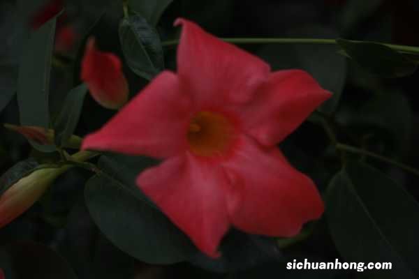 飘香藤怎样花多