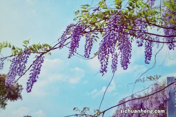 紫藤的种类有哪些