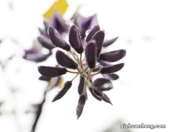 紫藤的种类有哪些