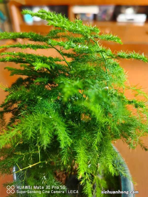 云竹的养殖方法