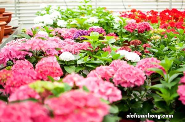 绣球花扦插方法和时间