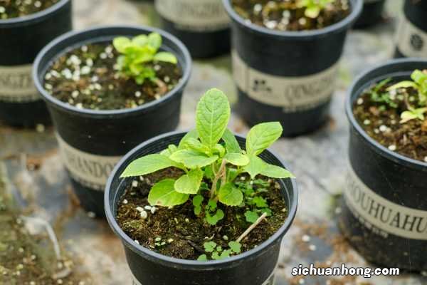 绣球花扦插方法和时间