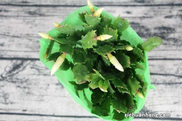 朋友养蟹爪兰有“妙招”，扦插时沾点“它”，几天冒出大白根