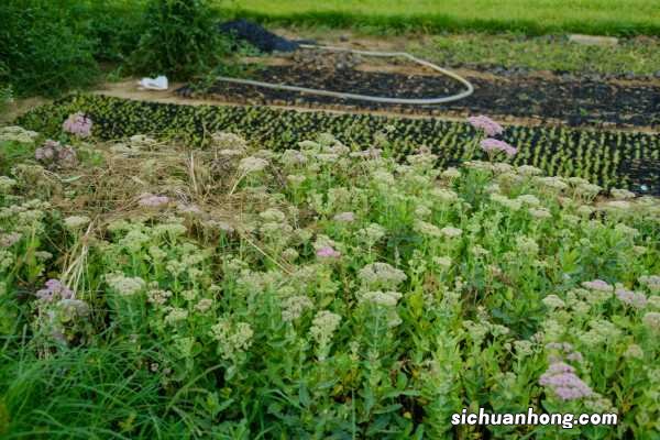 姜发芽了怎么种盆栽