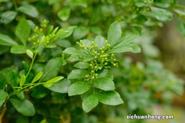 树木扼杀者的种子传播