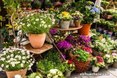 这3种花最爱“喝酒”，每次来上半斤，开花旺了叶片更是绿