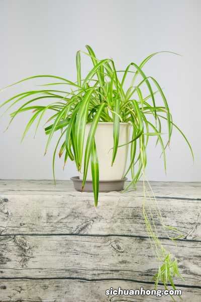 秋天养花就选“它”,一年到头能开花,比“吊兰”还好养!