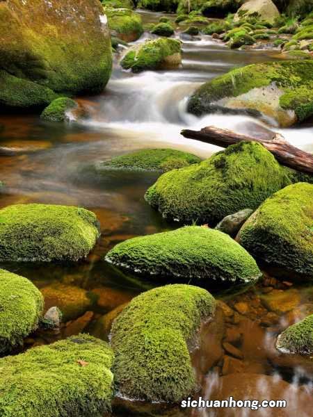 花盆里有苔藓好不好