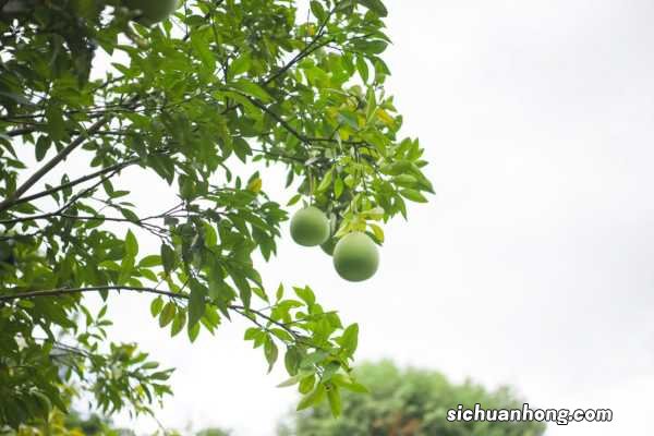 柚子的常见品种