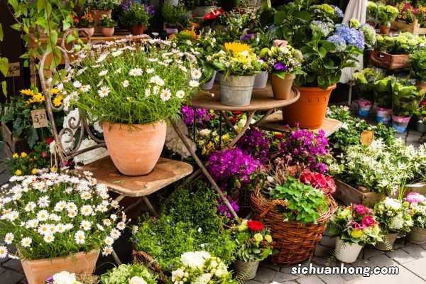 黑兔耳的养殖方法及注意事项