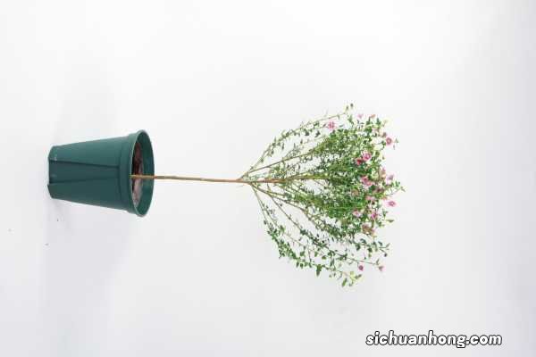 小木槿适合在家里养吗