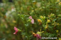 小木槿适合在家里养吗