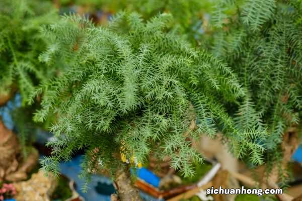 澳洲杉可以放家里吗