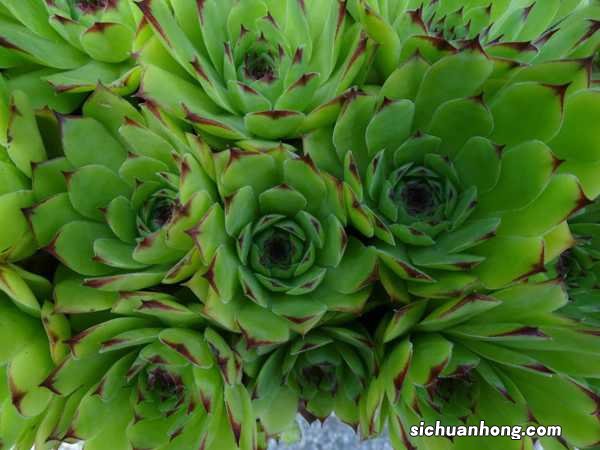 观音莲的主要品种