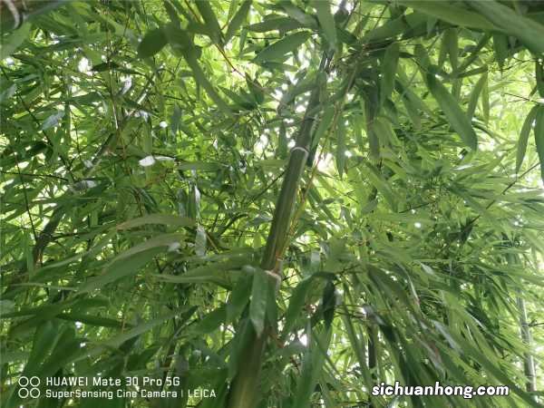 这10种竹最旺运，养1盆财运亨通、事事顺意！