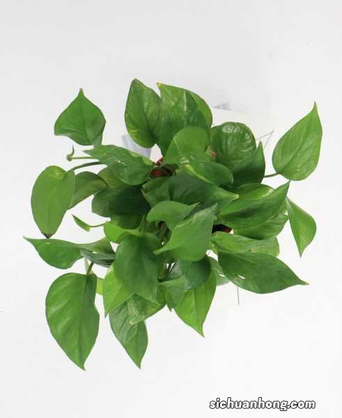 吊兰绿萝怎么养长的快？大神教你养出瀑布！
