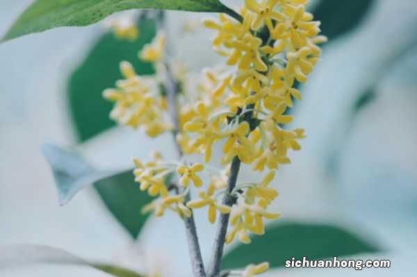 桂花适合浅盆还是深盆