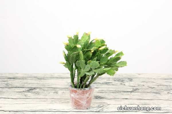 蟹爪兰朱顶红……一年开花3、4次，咋做到的？