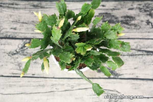 蟹爪兰仙人球…插它身上就活，开花五颜六色，堪称万能嫁接神