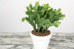 蟹爪兰仙人球…插它身上就活，开花五颜六色，堪称万能嫁接神