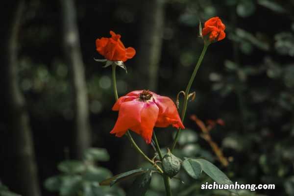 月季扦插快速生根法