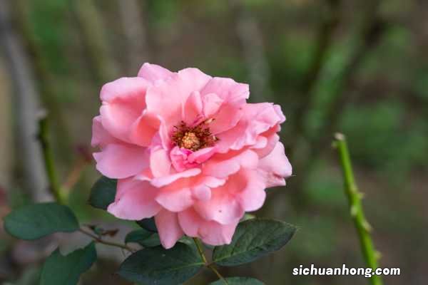 花椒树可以嫁接月季吗